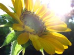 sunflower-resurrection-web